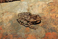 ISZ0062 Smilisca baudinii.jpg