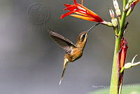 MASM07977 Phaethornis striigularis.jpg