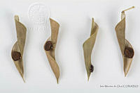 IMDOC2562 Phaseolus lunatus.jpg