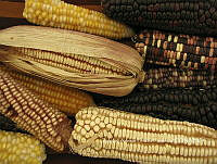 ZAPF0596 Zea mays.jpg