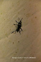 BGG053 Acrididae.JPG