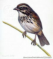 MAPM0159 Xenospiza baileyi.jpg