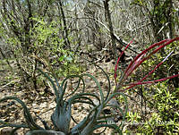 MRG-2017-311 Tillandsia caput-medusae (MRG-7jul17-b).JPG