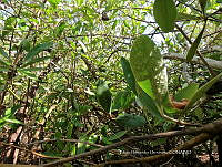 UM002 S0027 Avicennia germinans.jpg