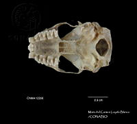 MCLB 0003 Molossus rufus.JPG