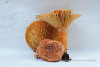 ZAPF 0640 Lactarius deliciosus.jpg