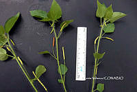 ME010 KV 01172 Acalypha arvensis Poepp., 1841.JPG