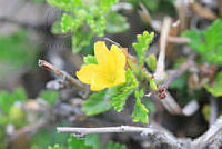 SL0109 Turnera diffusa.jpg