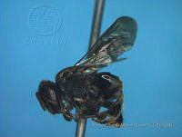 JAMR1286 Nannotrigona perilampoides.jpg