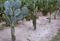 EHX0425 Opuntia sp..JPG