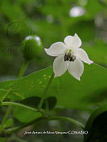 JAdNV0056 Capsicum annuum.JPG
