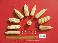 TampJVG159 Zea mays.jpg