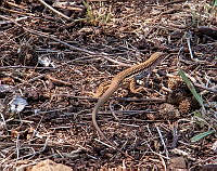 CGL5251 Aspidoscelis exsanguis.jpg