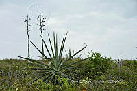 ZISH 0004 Agave sisalana.jpg