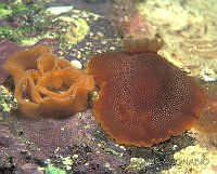 DP014-110 Peltodoris lancei.jpg