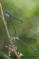 PJ016 0603 Argia anceps.JPG