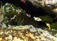 CMGV0165 Ophioblennius steindachneri.jpg