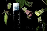 Huitz 0603 Cobaea stipularis Benth..jpg
