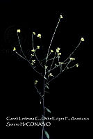 Atleq 0725 Rapistrum rugosum.jpg