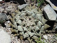 CGVM0458 Ariocarpus retusus ssp. retusus.jpg