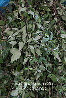 IMDOC3993 Mentha pulegium.jpg