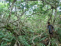 LRGA003 Rhizophora mangle y Acrostichum aureum.jpg