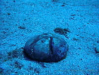 VDLCF1150 Meoma ventricosa.jpg