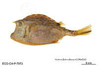 ME006 Peces 057 Acanthostracion quadricornis.jpg