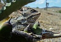 EGP0313 Phrynosoma orbiculare.jpg