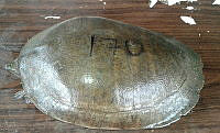 NE017 335 Dermatemys mawii.jpg