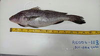 RE006 0045 Totoaba.tif