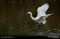 Garza de Dedos Dorados.jpg