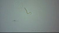 EAMS002 Aspiculuris sp..jpg