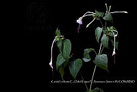 Atleq 0348 Mirabilis jalapa.jpg