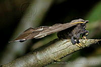IMDOC0825 Saturniidae.jpg