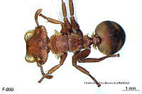 ME006 Hormi 0131 Cephalotes umbraculatus.jpg