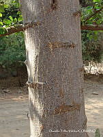 OTVHK040-803 Pithecellobium dulce.TIF