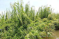 LH002 hum 0055 Phragmites australis.JPG