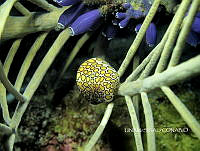 NE018 0735 Cyphoma gibbosum.jpg