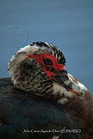 JCAD 005 Cairina moschata domestica.jpg