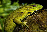 MDL0179 Ctenosaura pectinata.jpg