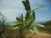 IRR 0568 Jacquinia macrocarpa pungens.jpg