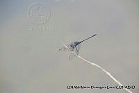 PJ016 0597 Dythemis nigrescens.JPG