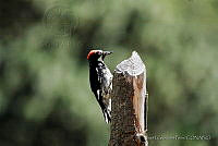 JIGP0009 Melanerpes formicivorus.jpg