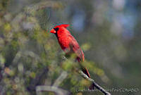 LRCP0065 Cardinalis cardinalis.jpg