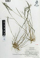 YPH1331 Eragrostis pectinacea.jpg