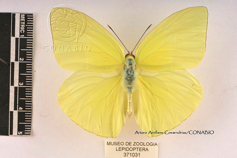 JF018%200032%20Aphrissa%20statira%20statira.jpg.rSeundD Mb2NJ djQA3g0JtbmFja29CbnFuZ3NAbXJ6LGtwZwA.Xs2w4YnzGH