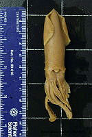 KT014 0090 Lolligunculla panamensis.JPG