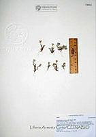 LAC012 Eriophyllum lanosum.JPG