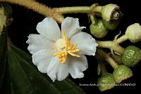 Huitz 1983 Conostegia icosandra.jpg